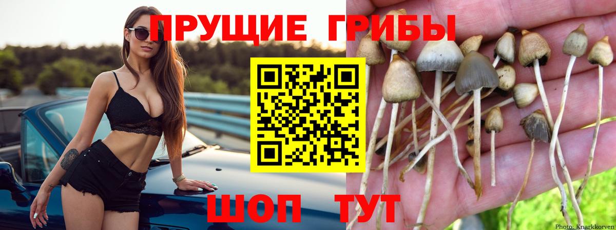 Нефтекумск  Псилоцибиновые грибы мухоморы  Галлюциногенные грибы Psilocybe  Вход с VPN 